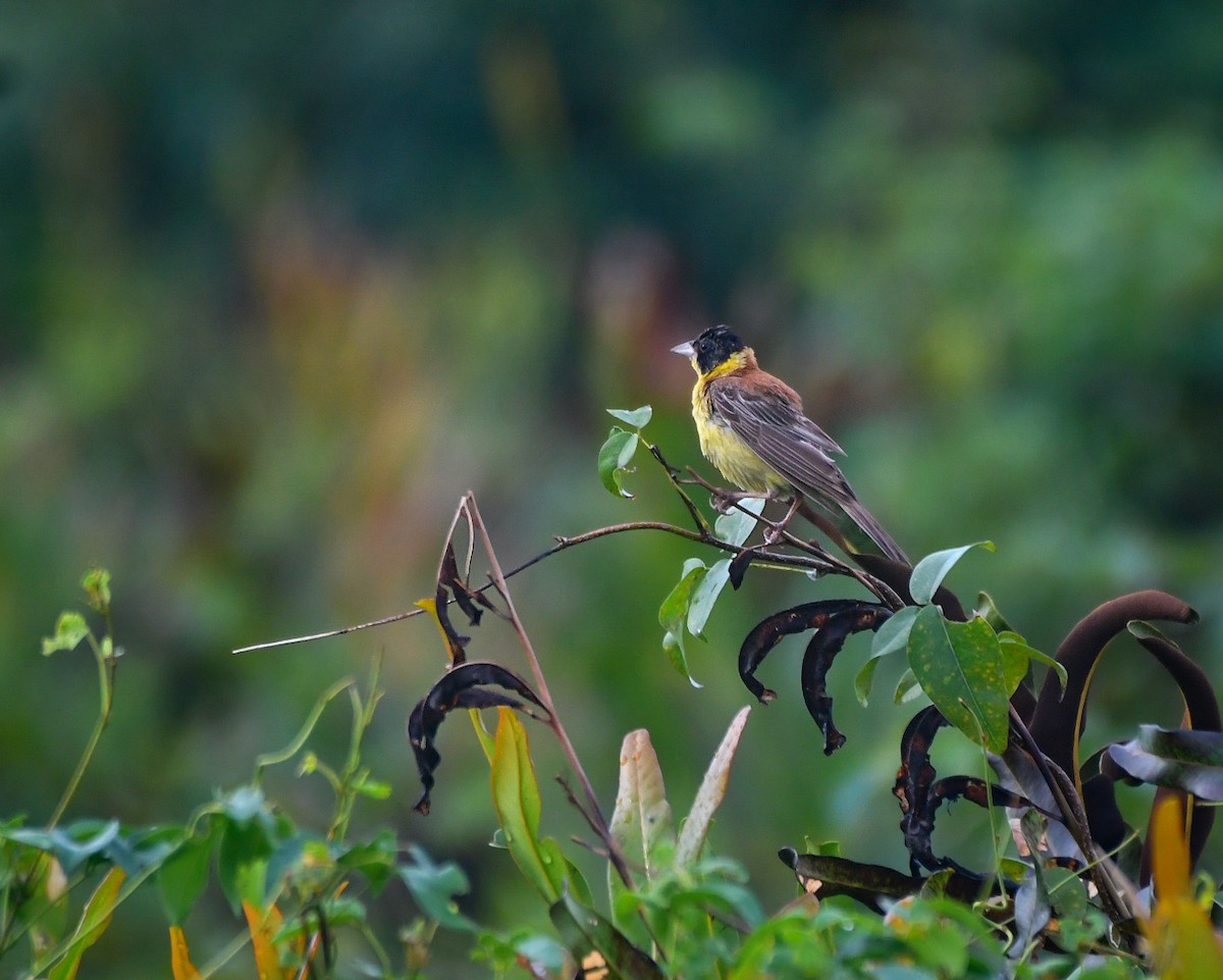 Черноголовая овсянка - ML643918786