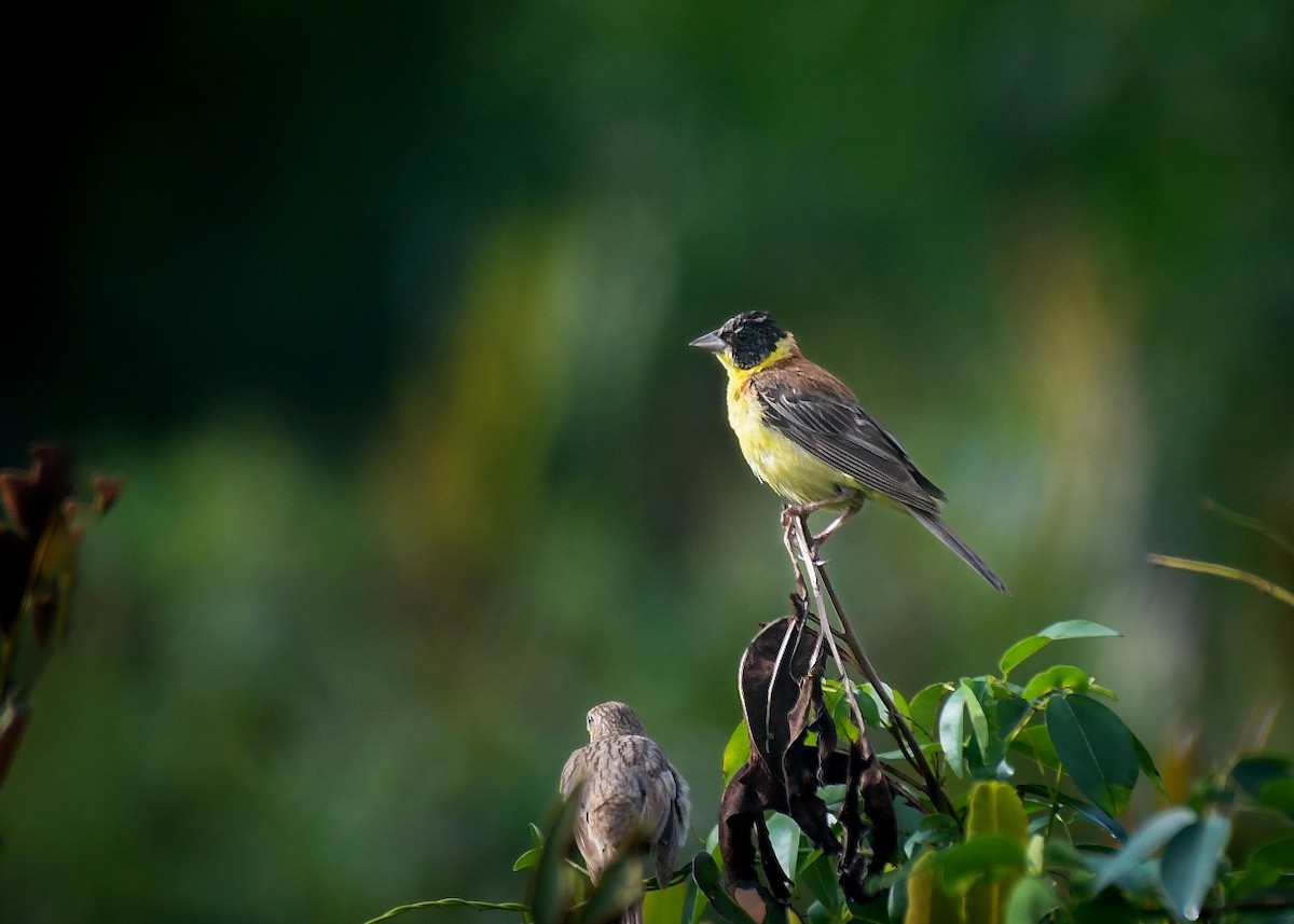 Черноголовая овсянка - ML643918787