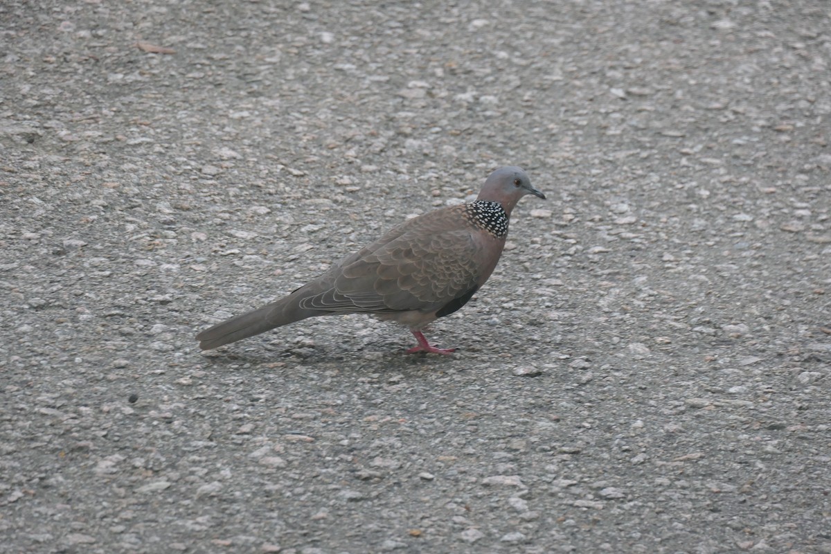 Spotted Dove - ML643918811