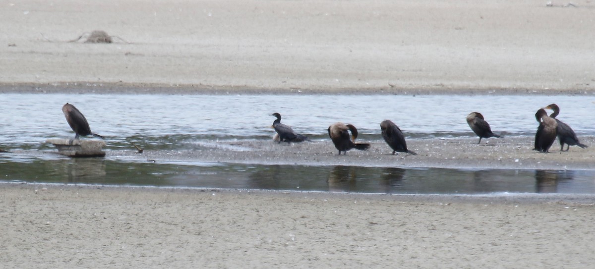 Cormoran vigua - ML643918812