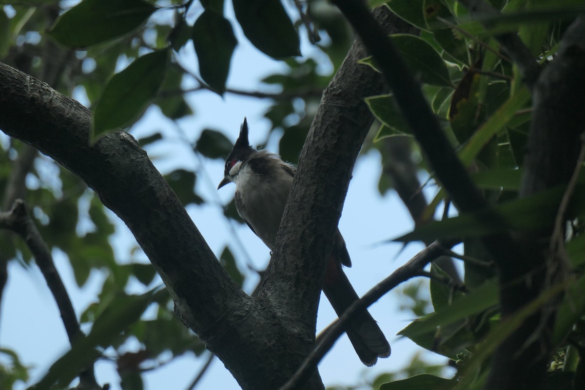 Red-whiskered Bulbul - ML643918815
