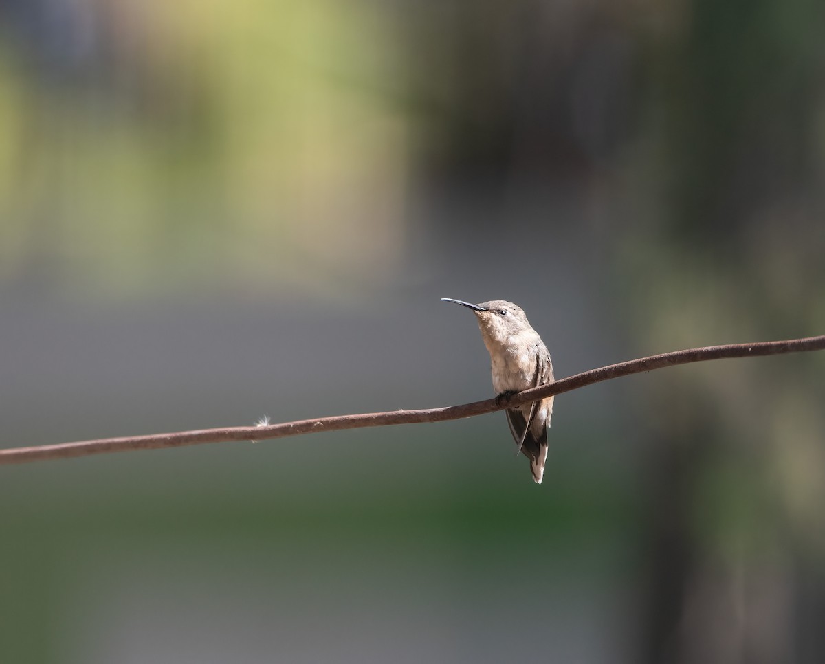 Colibri de Fanny - ML643918824