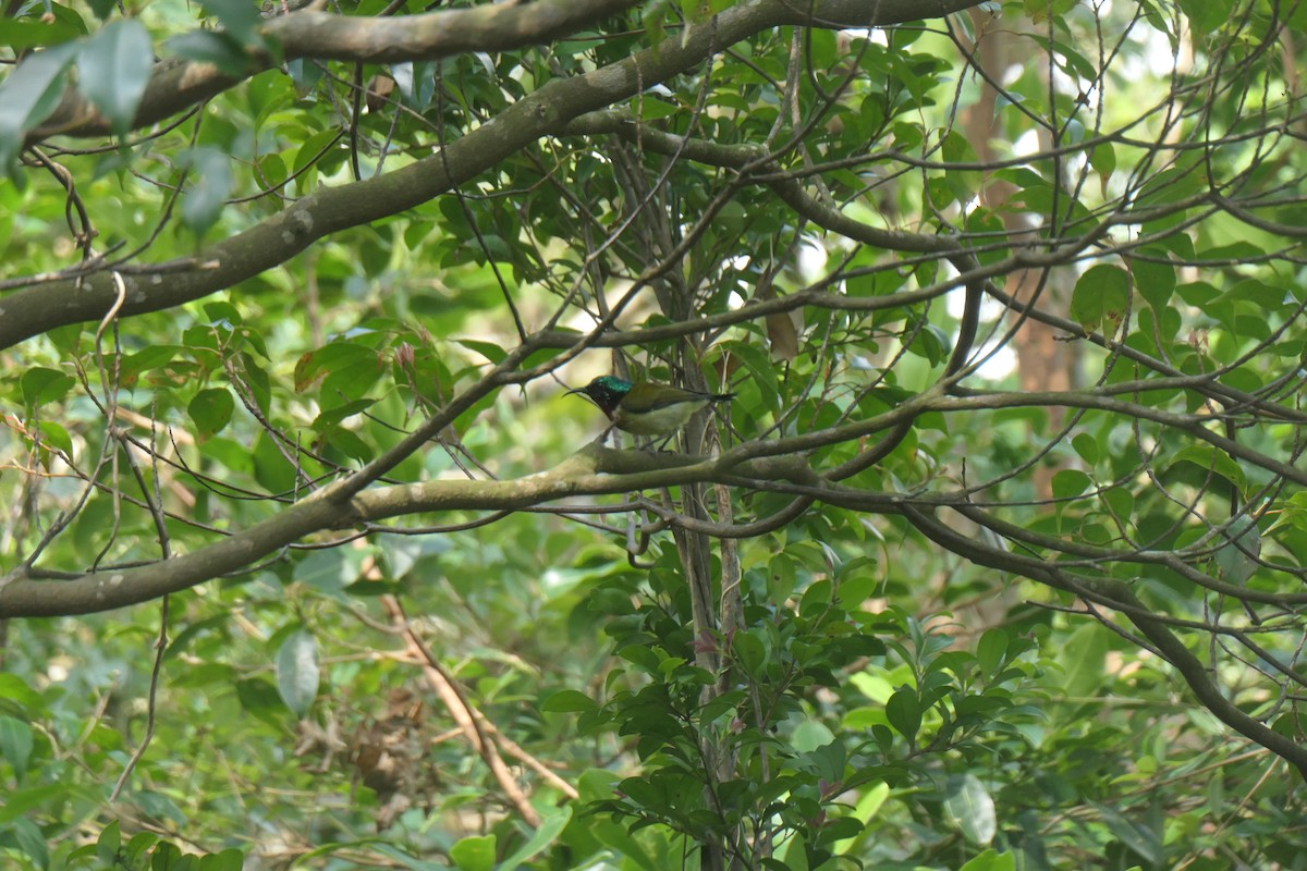 Fork-tailed Sunbird - ML643918828