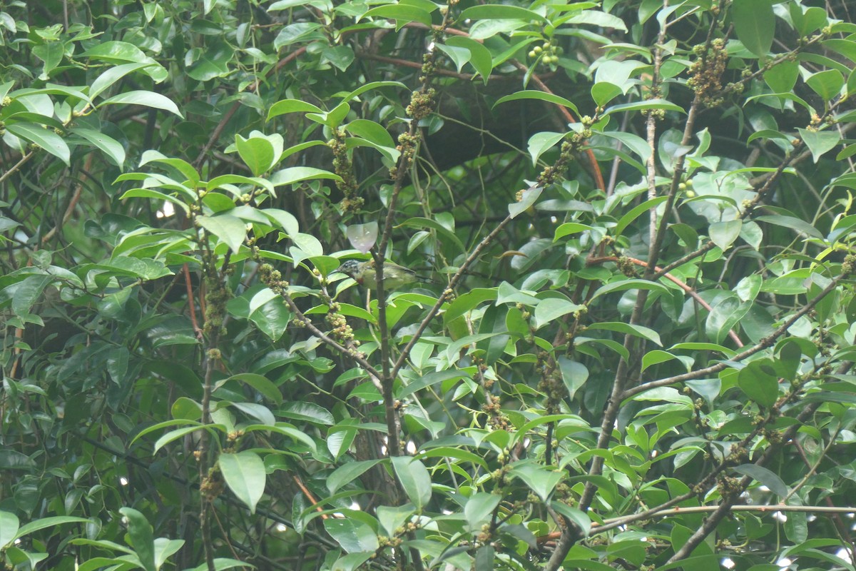 Fork-tailed Sunbird - ML643918829