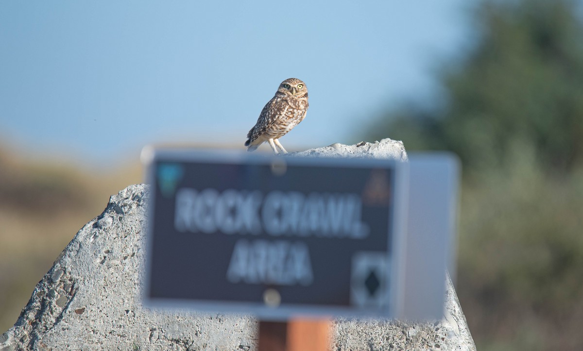 Burrowing Owl - ML643918831