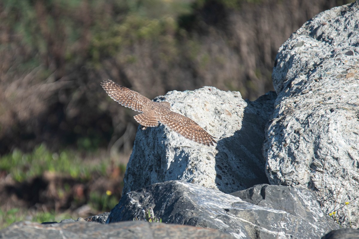 Burrowing Owl - ML643918832