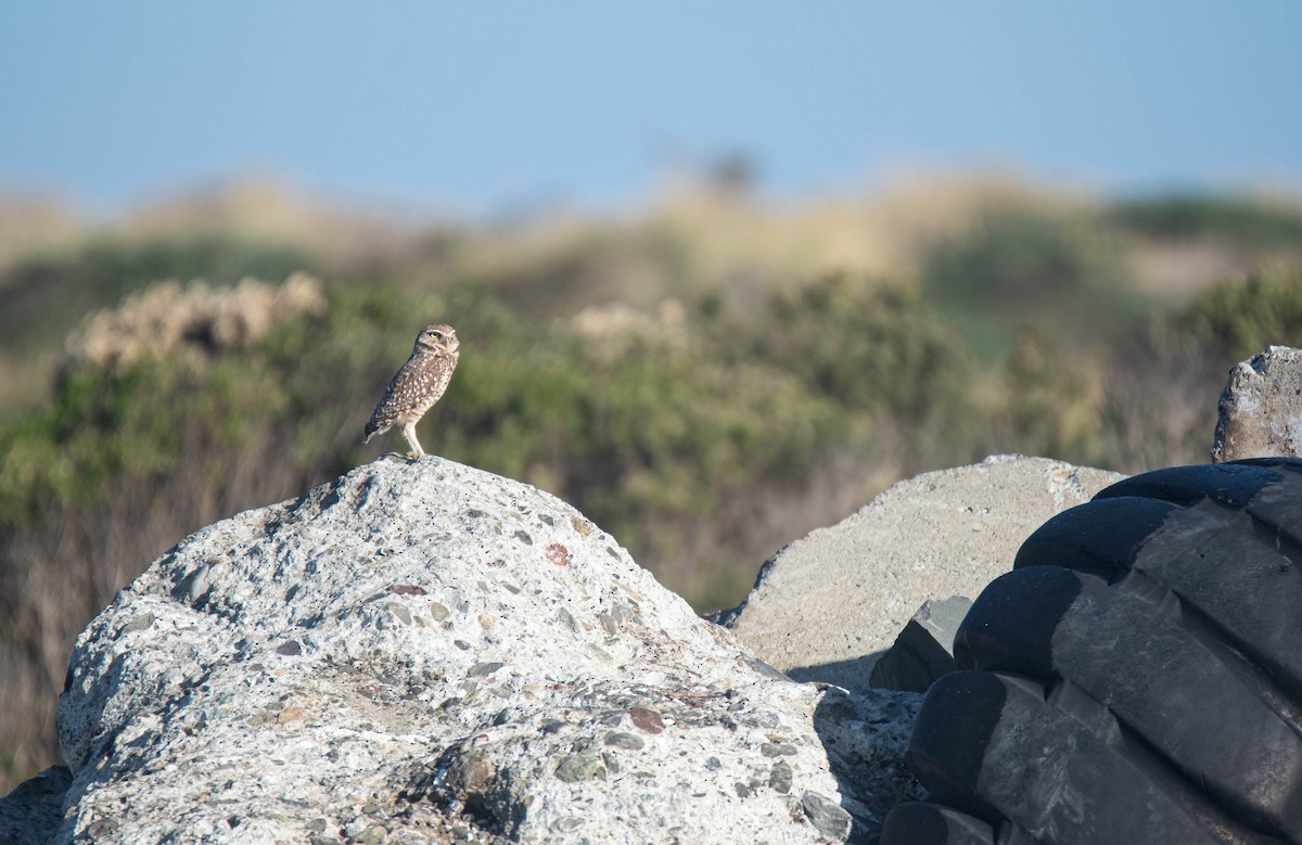 Burrowing Owl - ML643918833