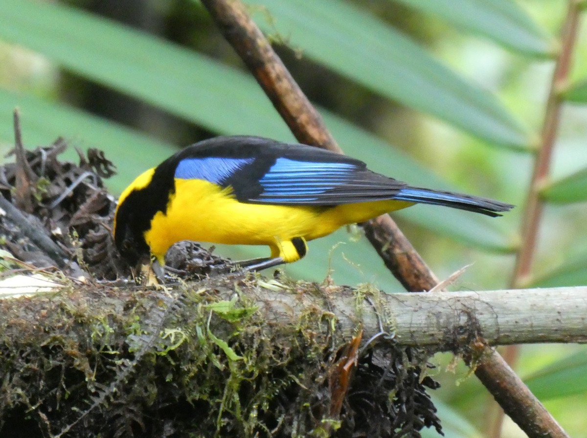Blue-winged Mountain Tanager - ML643918847