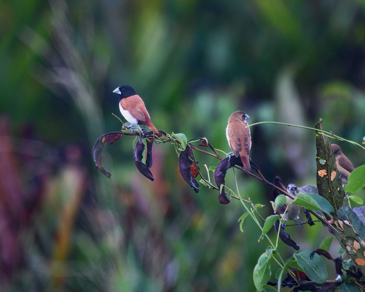 Tricolored Munia - ML643918848
