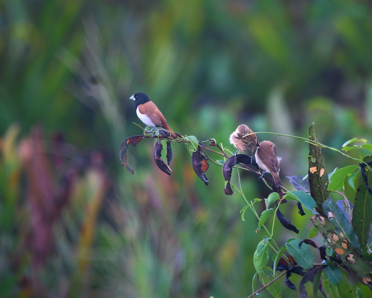 Tricolored Munia - ML643918849