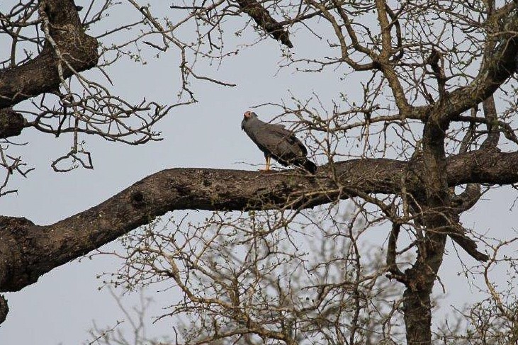 African Harrier-Hawk - ML643918850