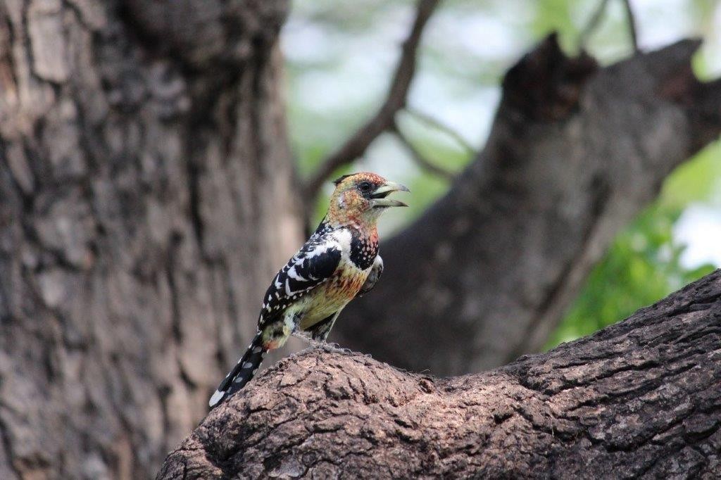 Crested Barbet - ML643918854