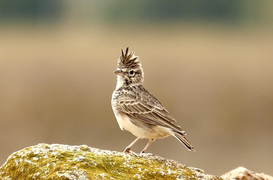 Thekla's Lark - ML643918867