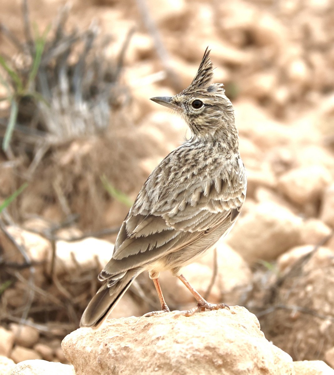 Thekla's Lark - ML643918868