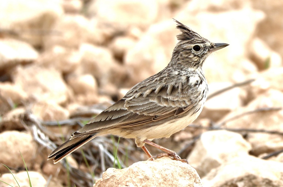Thekla's Lark - ML643918869