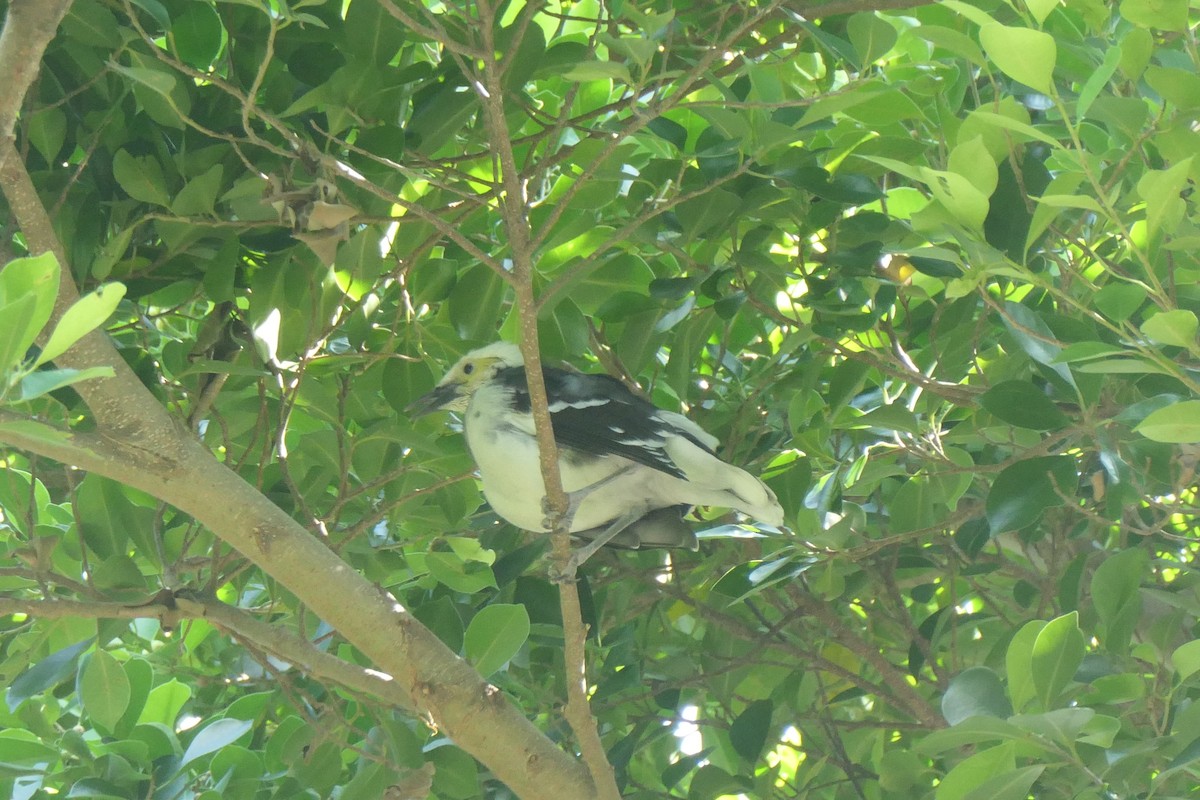 Black-collared Starling - ML643918870