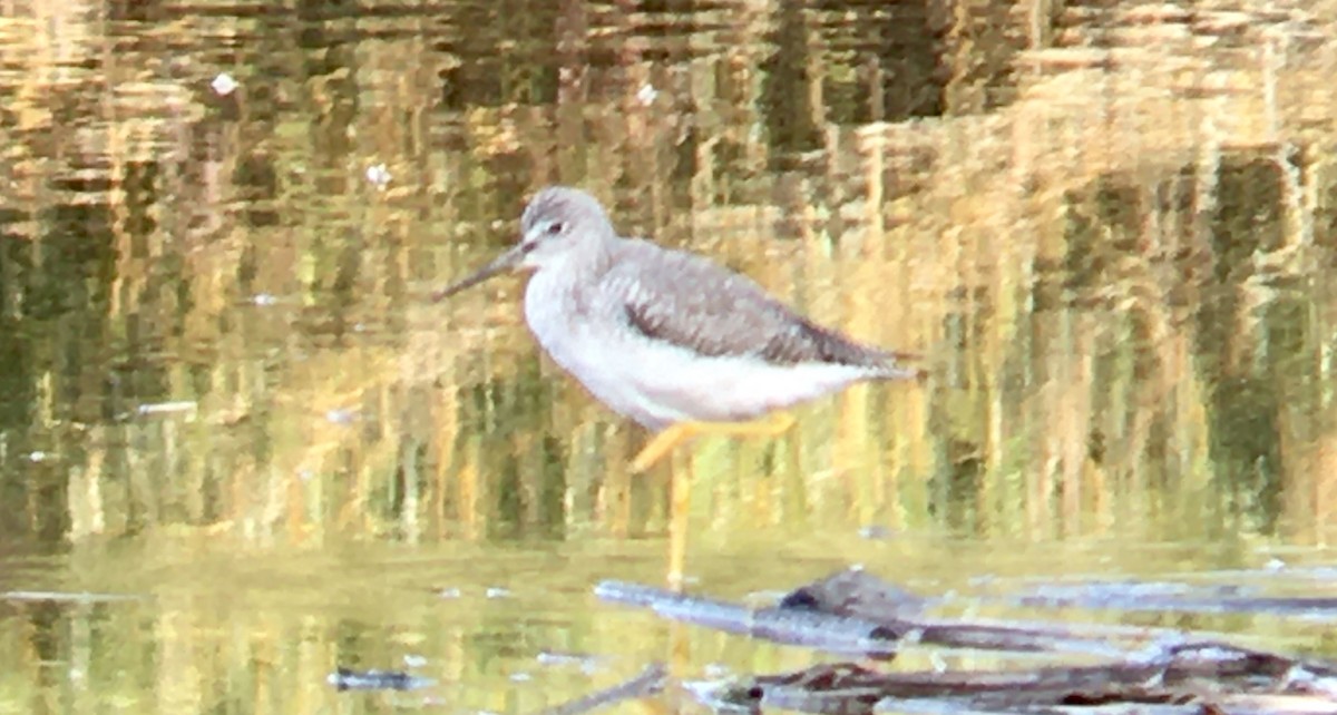 Greater Yellowlegs - ML643918912