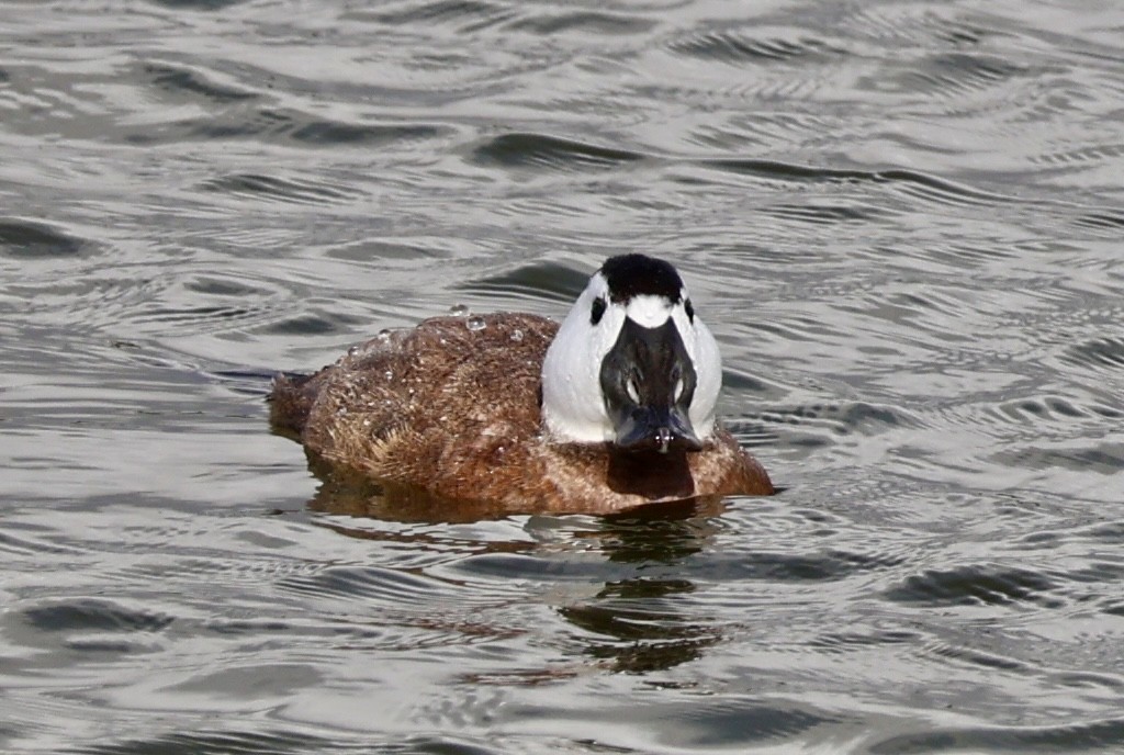 White-headed Duck - ML643918916