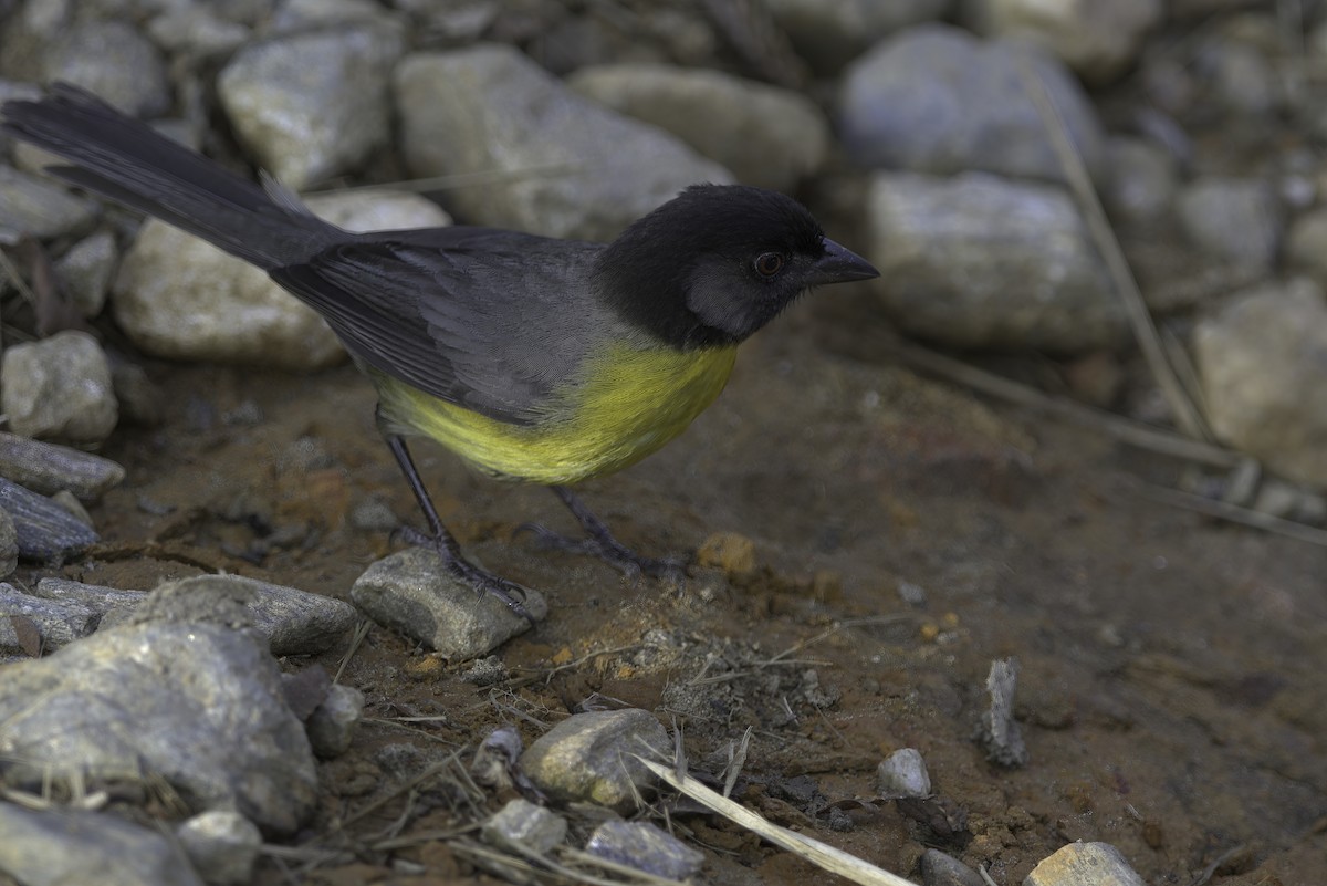 Santa Marta Brushfinch - ML643918929