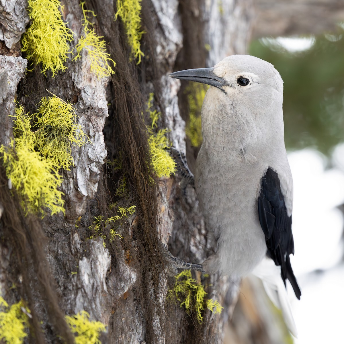 Clark's Nutcracker - ML643918932