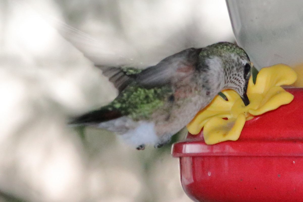 Broad-tailed Hummingbird - ML643918940