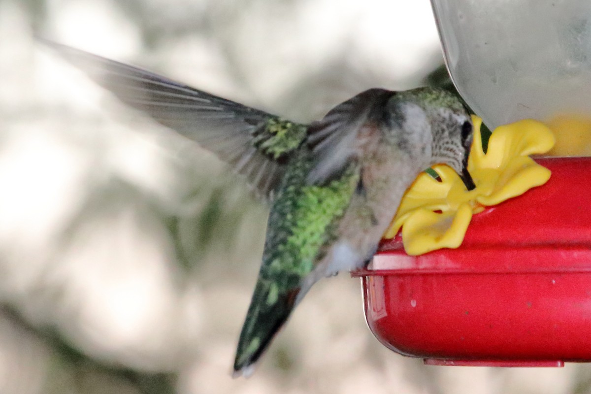 Broad-tailed Hummingbird - ML643918941