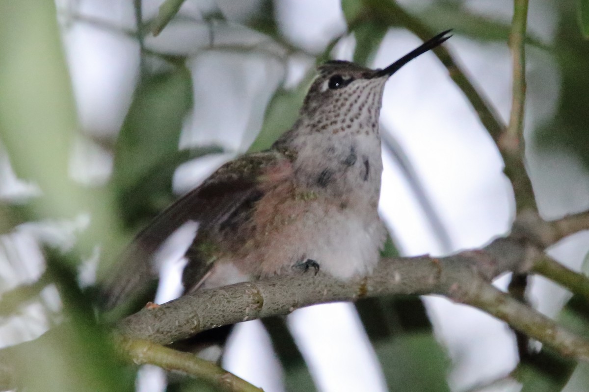 Broad-tailed Hummingbird - ML643918942