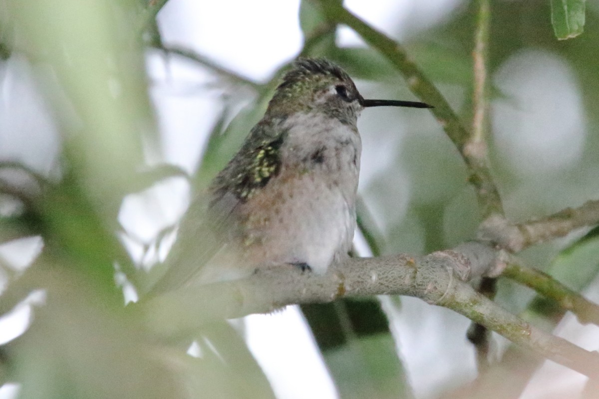 Broad-tailed Hummingbird - ML643918943