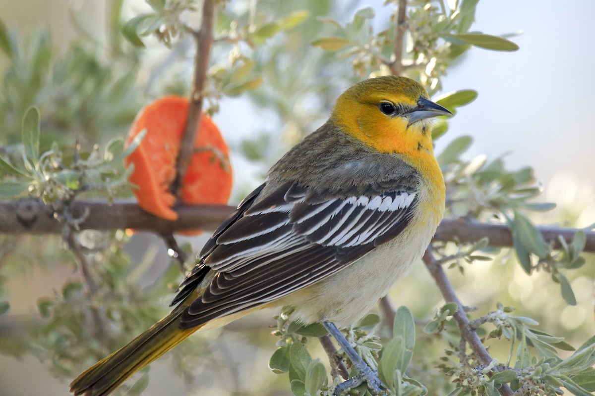 Bullock's Oriole - ML643918953