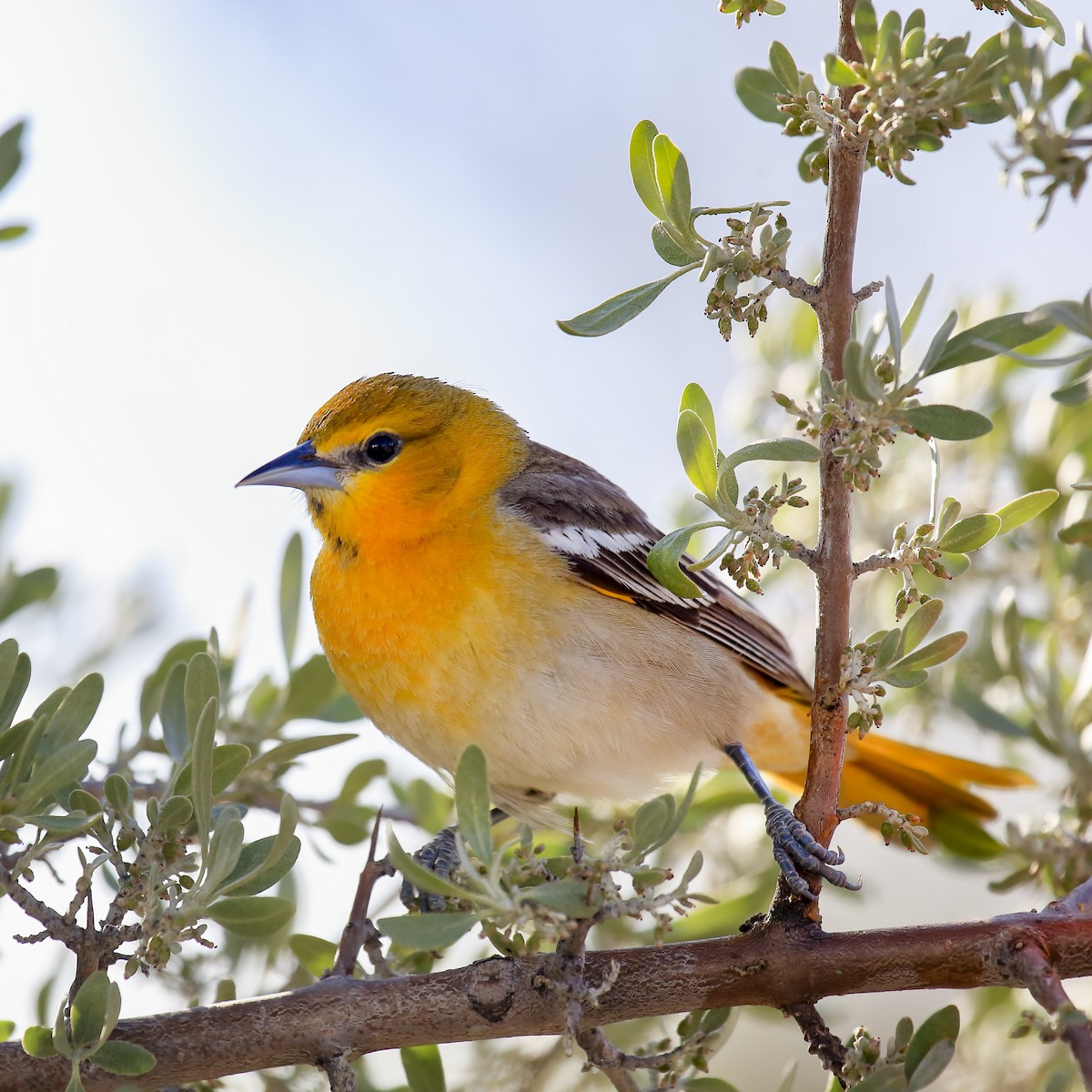 Bullock's Oriole - ML643918954