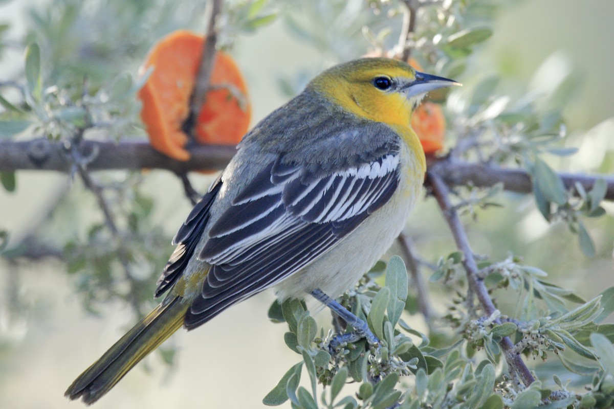 Bullock's Oriole - ML643918955