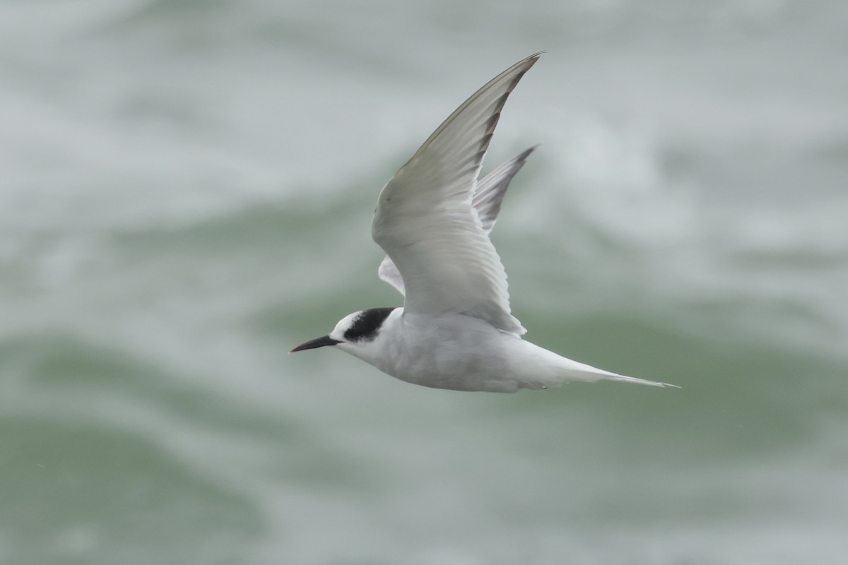 שחפית קוטב - ML643918961