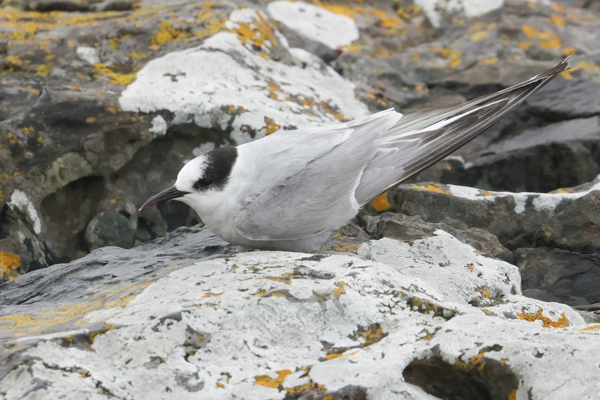 שחפית קוטב - ML643918962