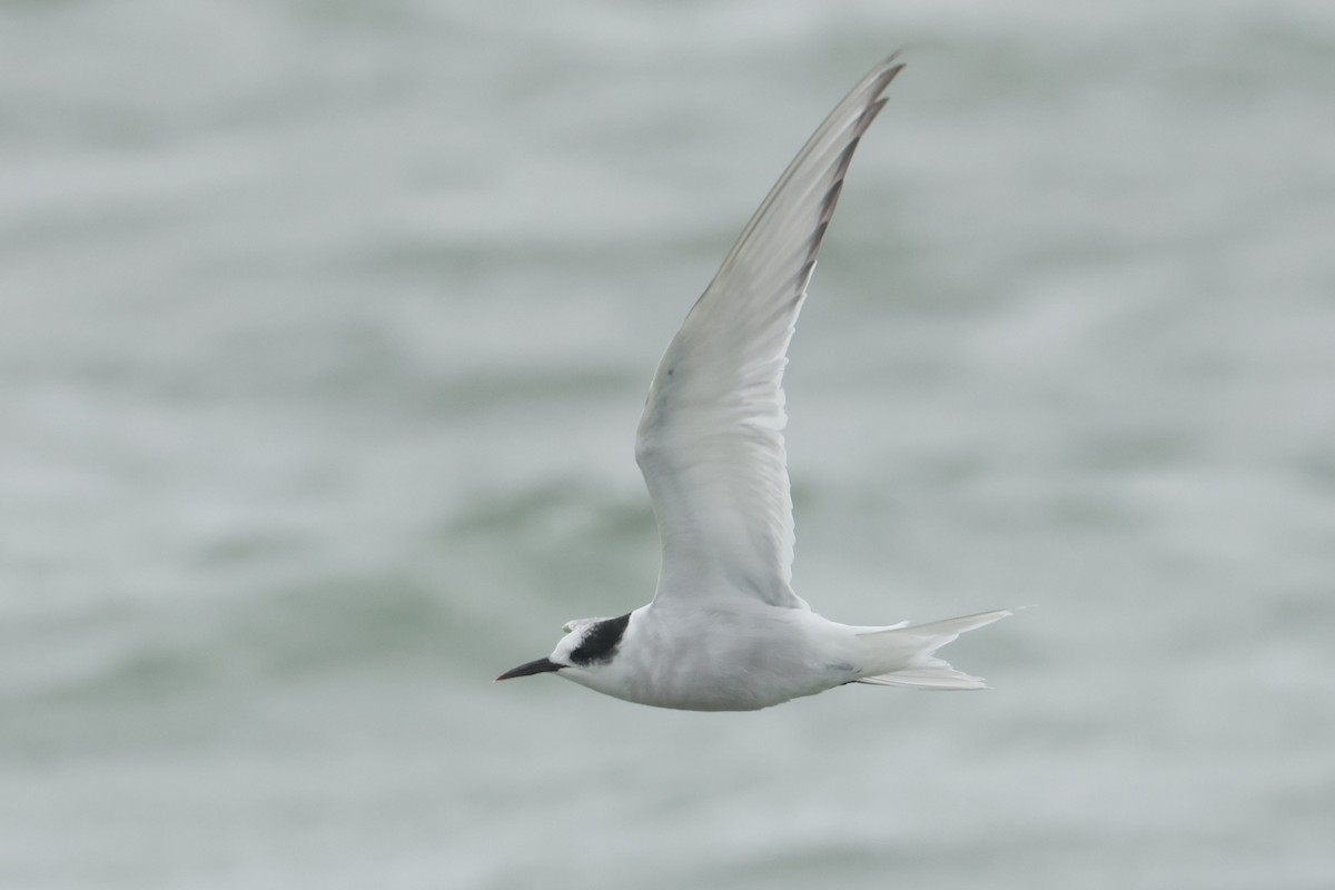 שחפית קוטב - ML643918963