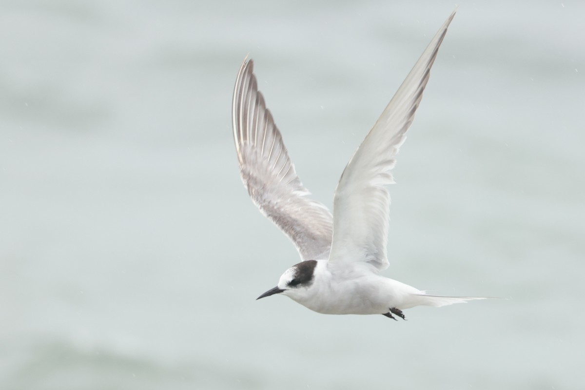 שחפית קוטב - ML643918964