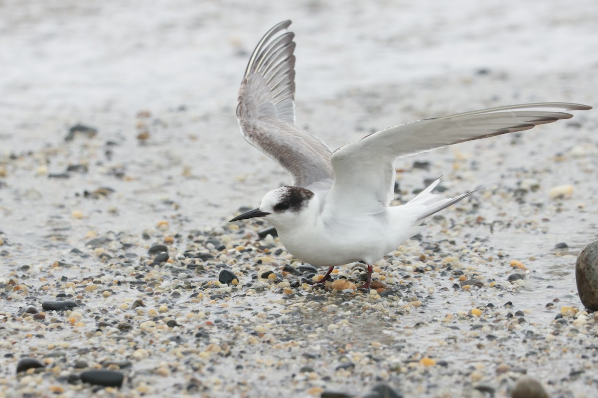 שחפית קוטב - ML643918969
