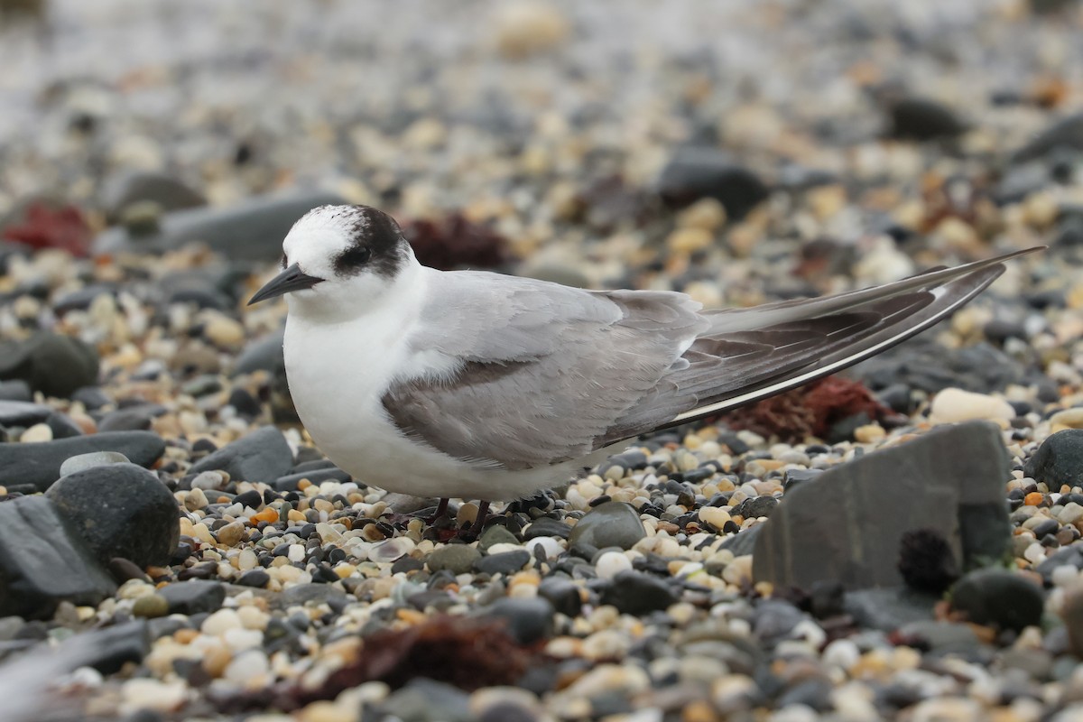 שחפית קוטב - ML643918972