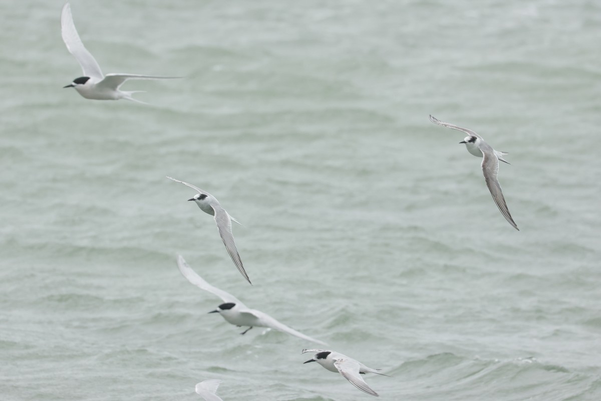שחפית קוטב - ML643918973