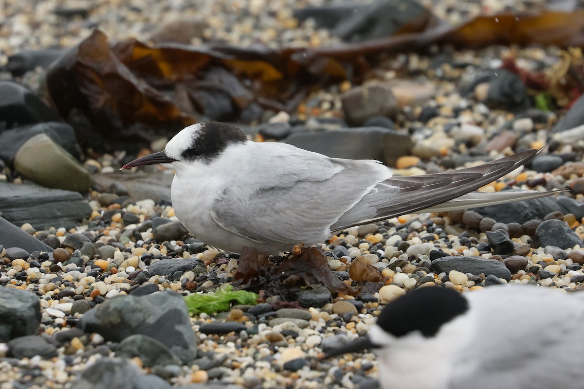 שחפית קוטב - ML643918974