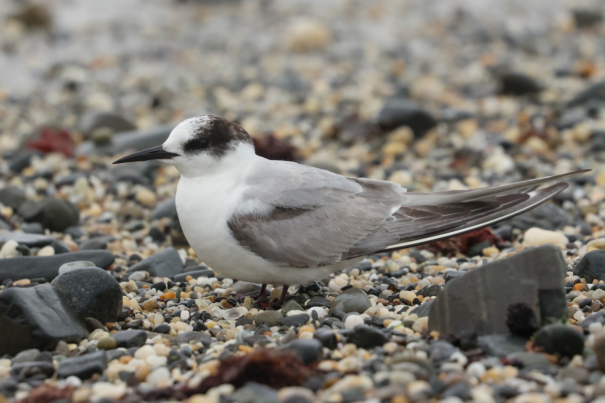 שחפית קוטב - ML643918975