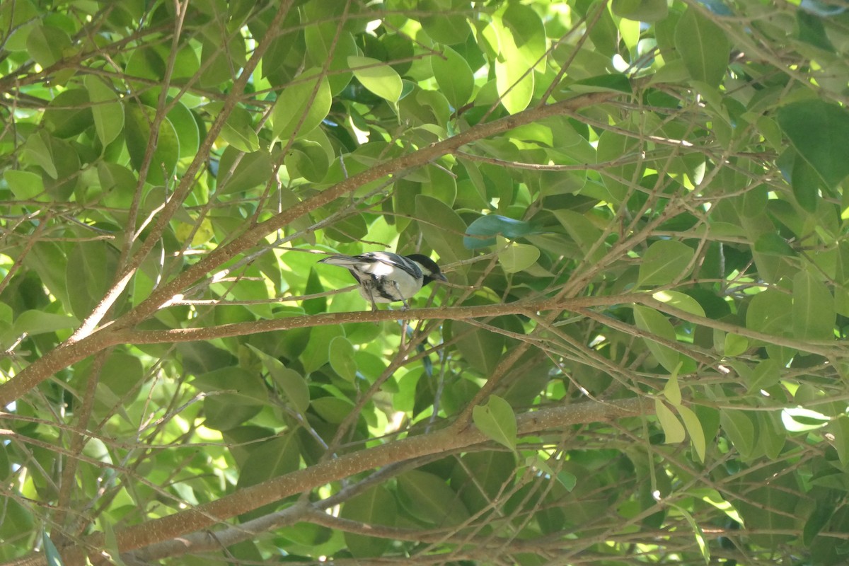 Asian Tit - ML643919001