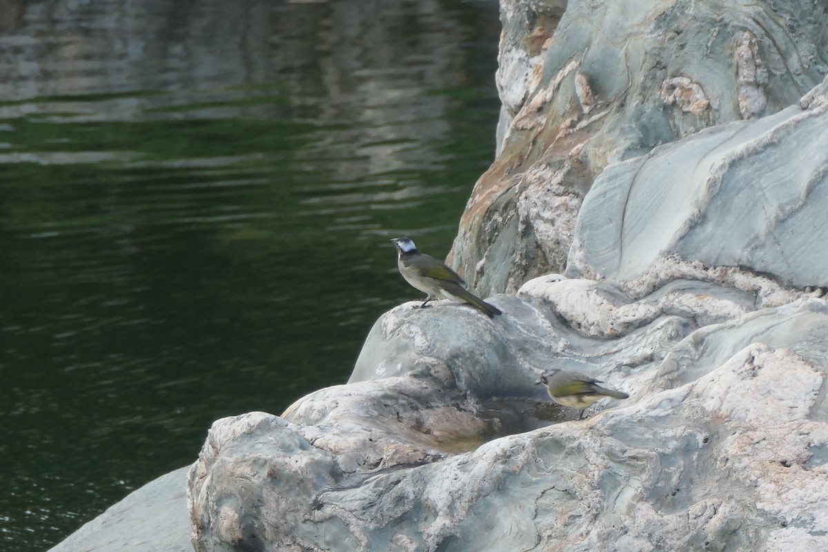 Light-vented Bulbul - ML643919002