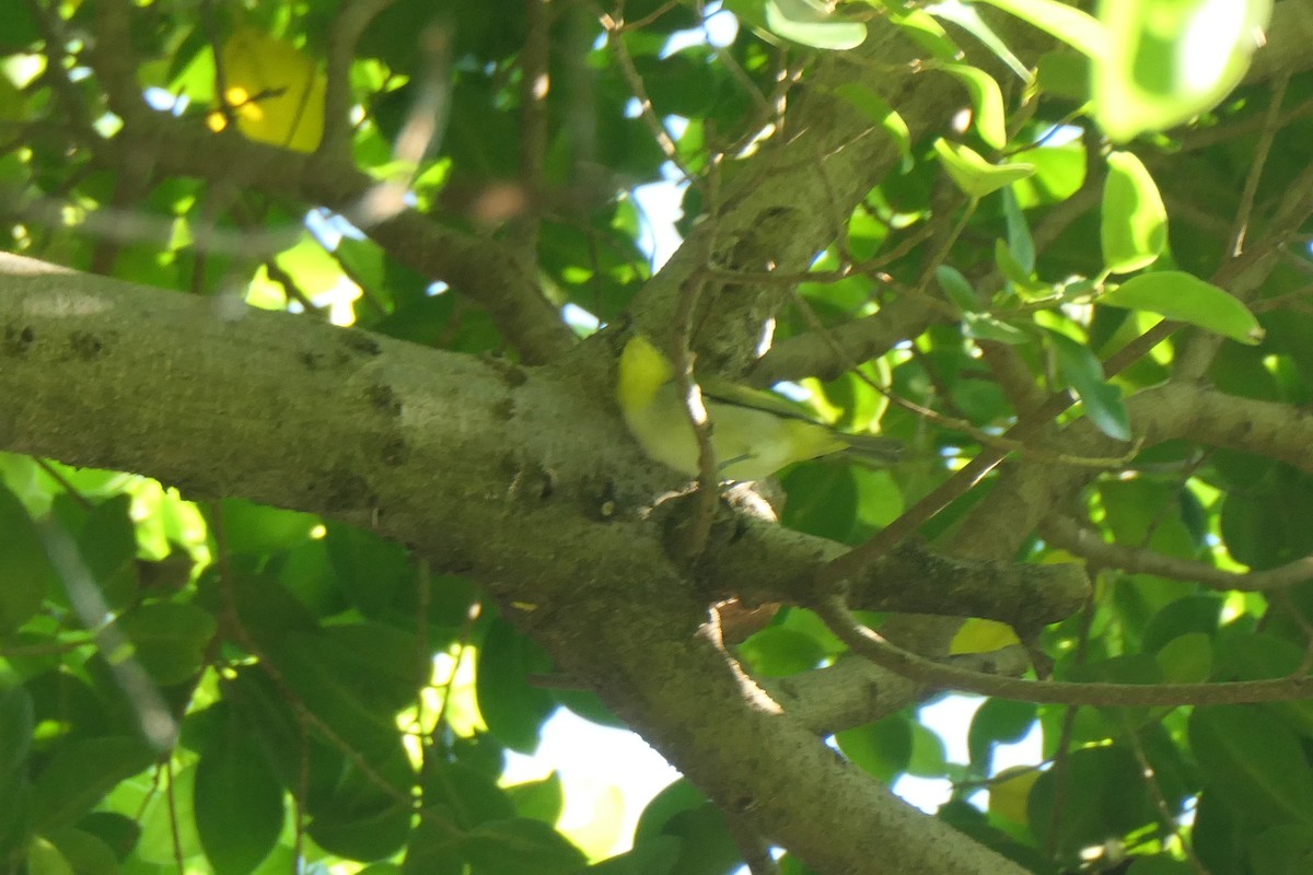 Swinhoe's White-eye - ML643919004
