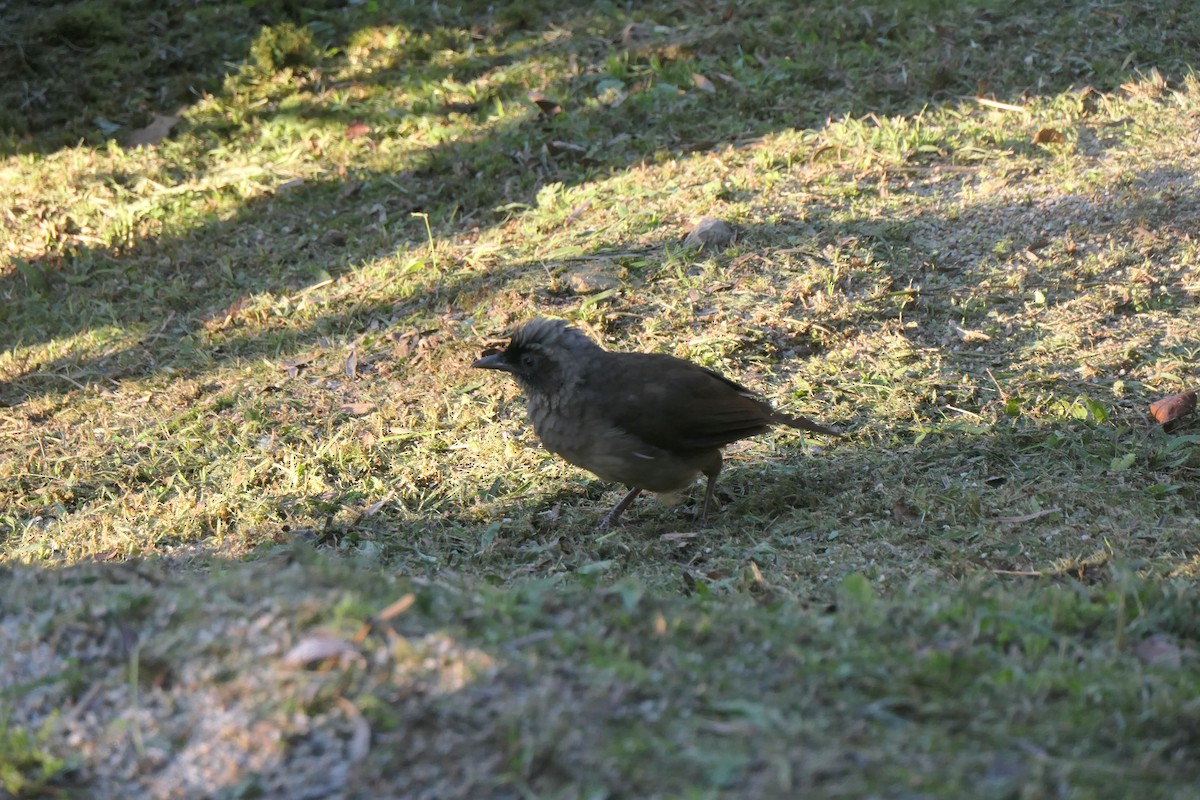 Masked Laughingthrush - ML643919008
