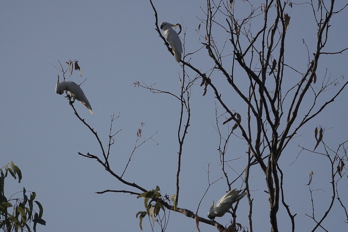 Gelbhaubenkakadu - ML643919029