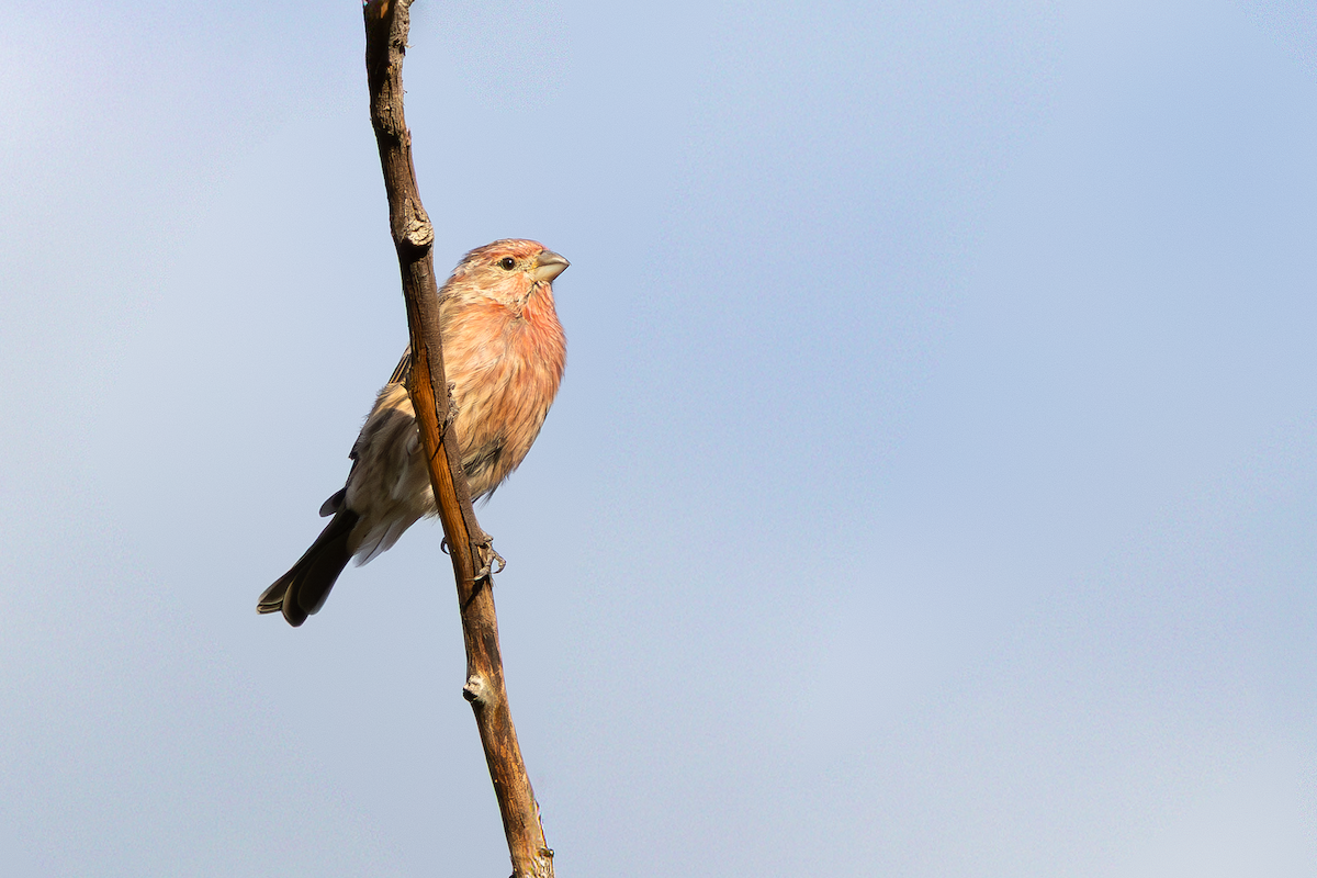 House Finch - ML643919044