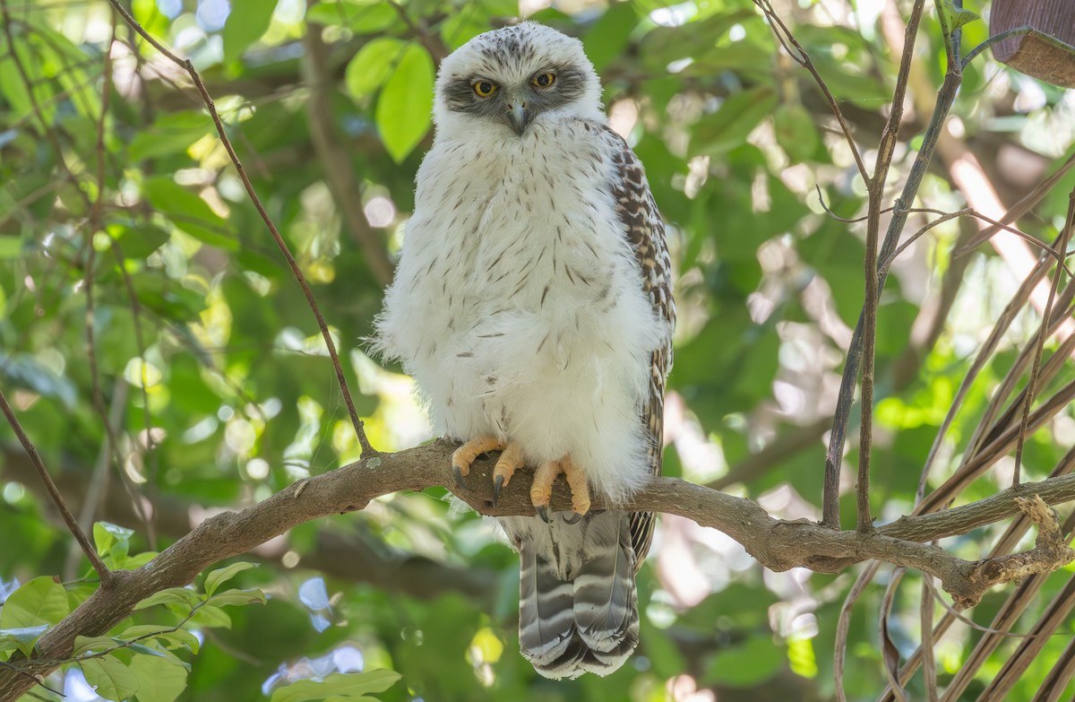 オニアオバズク - ML643919055