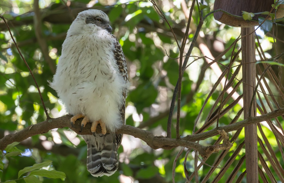 オニアオバズク - ML643919056