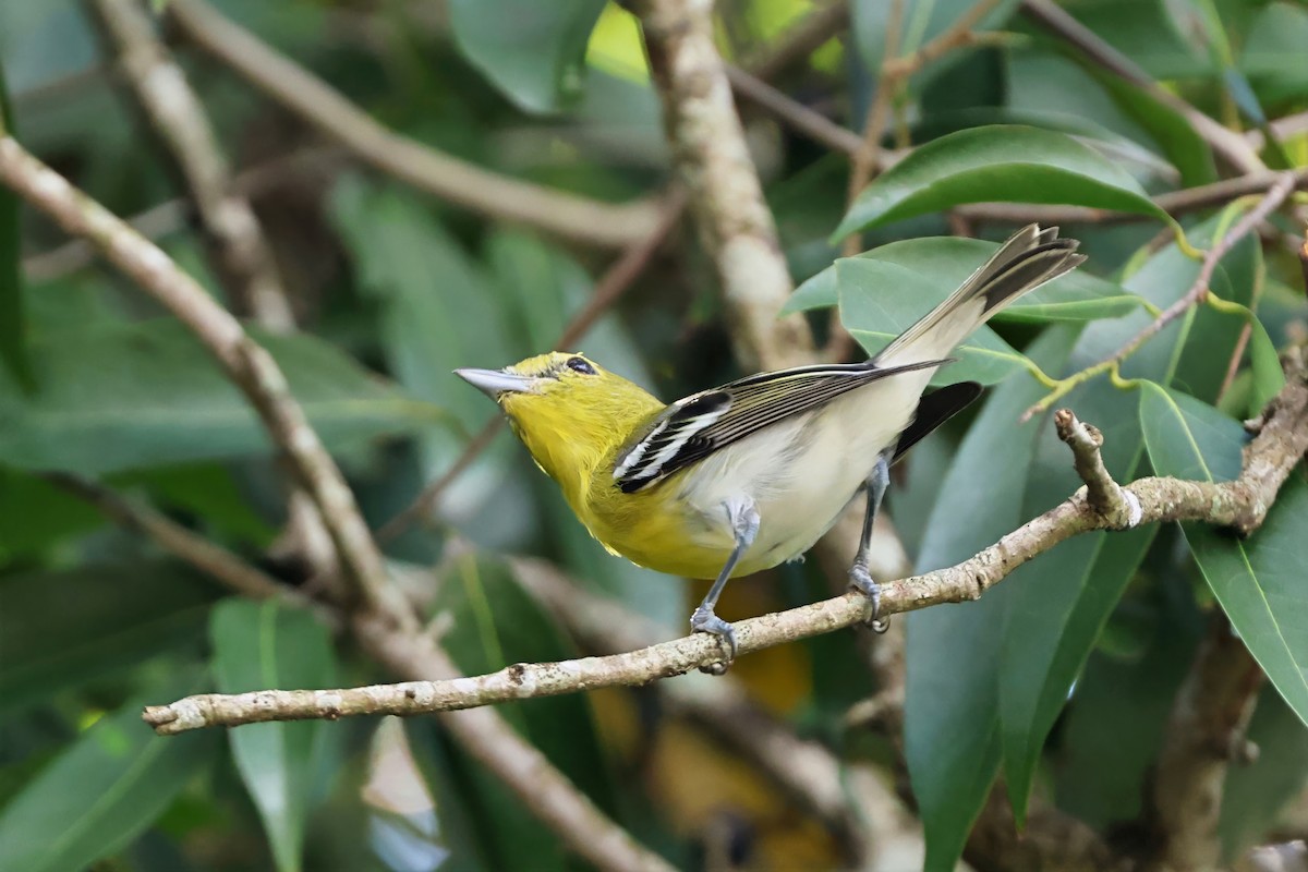 Yellow-throated Vireo - ML643919057
