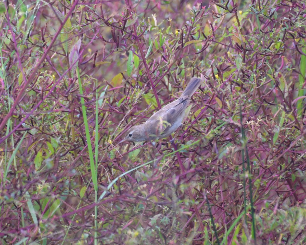 Хээрийн охил бялзуухай - ML643919070